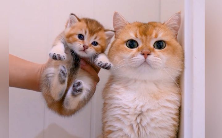 “生孩子不就是Ctrl C+Ctrl V吗?”截图