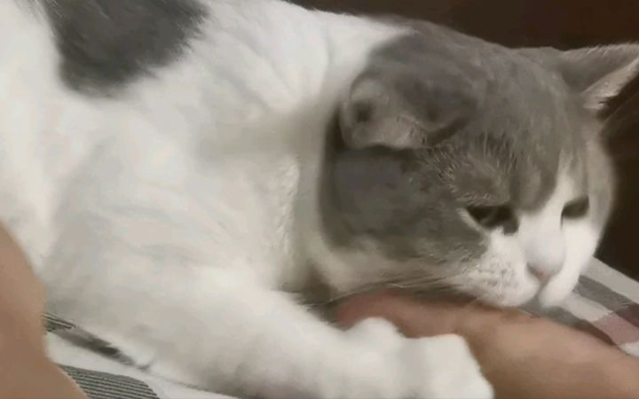 惹生气一只小猫咪需要多久截图