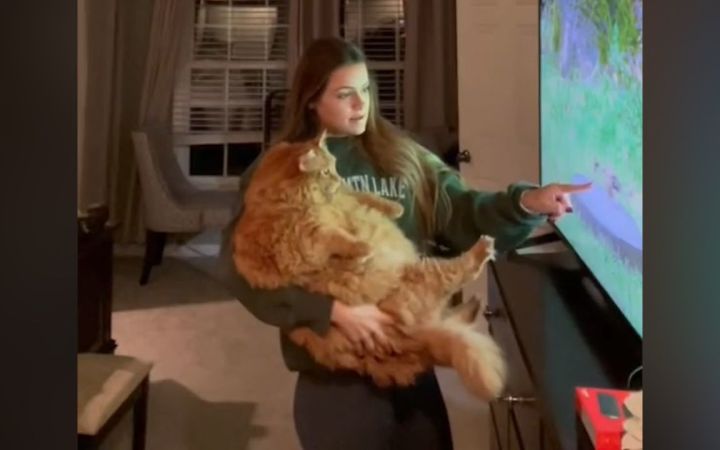 只是因为在动物收容所里,多看了它一眼,从此家里多了个橘色的“猪猪”截图
