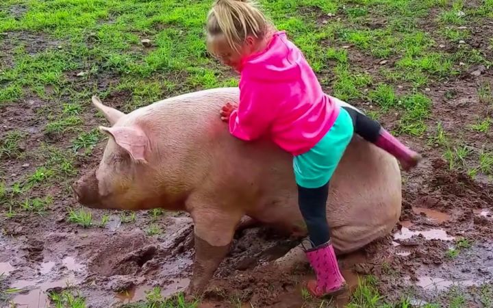 多年后不会忘记主人的动物截图
