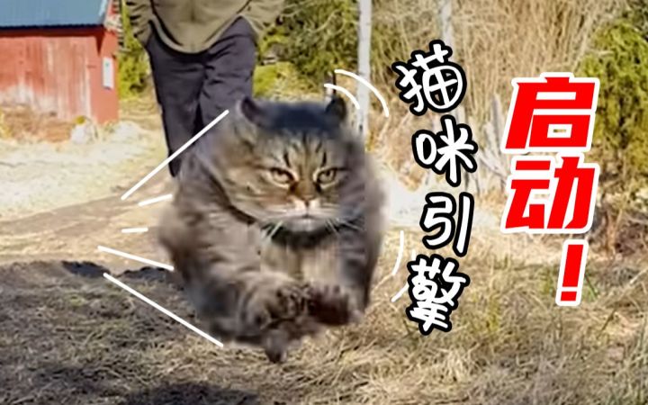 猫猫引擎启动!慵懒的城市猫咪,回到乡下就疯狂“运动”截图