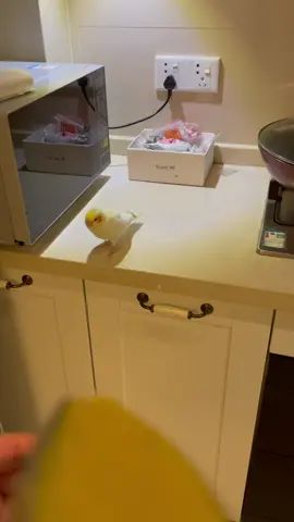 手养玄凤金甲day33#手养鹦鹉 #玄凤鹦鹉 #鹦鹉截图