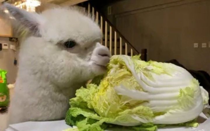 原来羊驼也爱吃东北大白菜截图