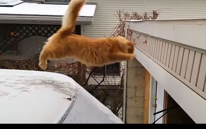 猫最有趣的时刻截图