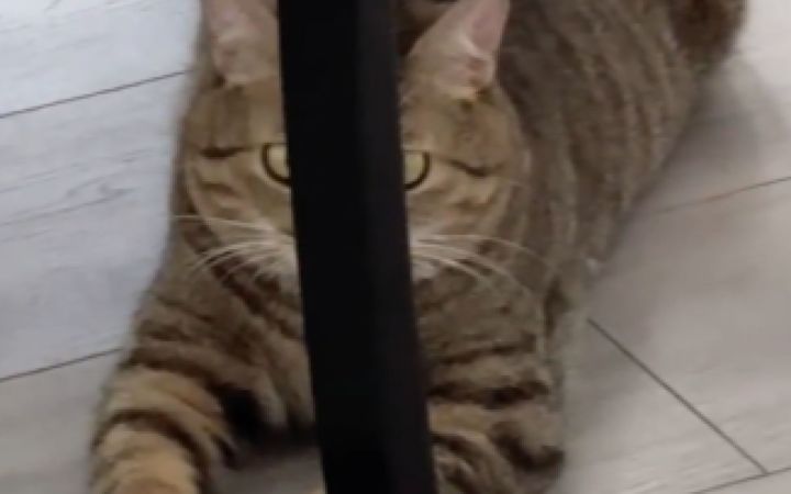 “喵桑,你害我笑了三天三夜!”截图