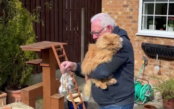 老爷爷把收集的猫毛挂起来,给鸟儿筑巢截图