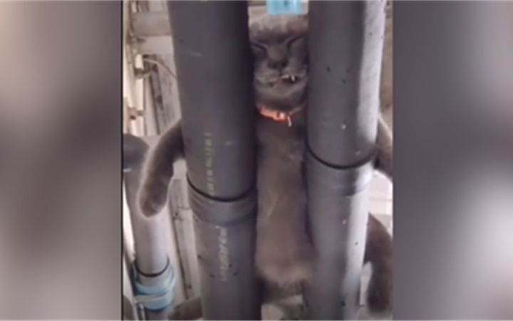 是你喜欢的有病猫猫吗?截图