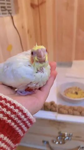 #手养玄凤鹦鹉 #玄凤鹦鹉 #手养鹦鹉 #鹦鹉🦜 #手养玄凤 #玄凤日常 平安夜快乐呀!有收到🍎吗!截图