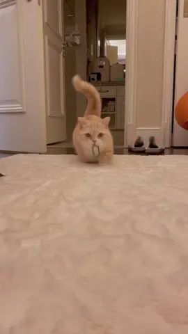 狗里狗气的修猫咪🤤配上自己哼的bgm 绝了#治愈猫咪 #猫咪的日常 #记录猫咪日常 #猫咪的迷惑行为 #猫截图