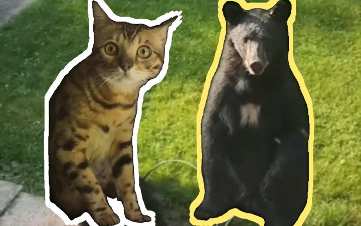 猫咪第一次见到熊截图