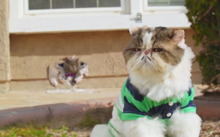 猫喝咖啡的时候,会出现什么情况截图