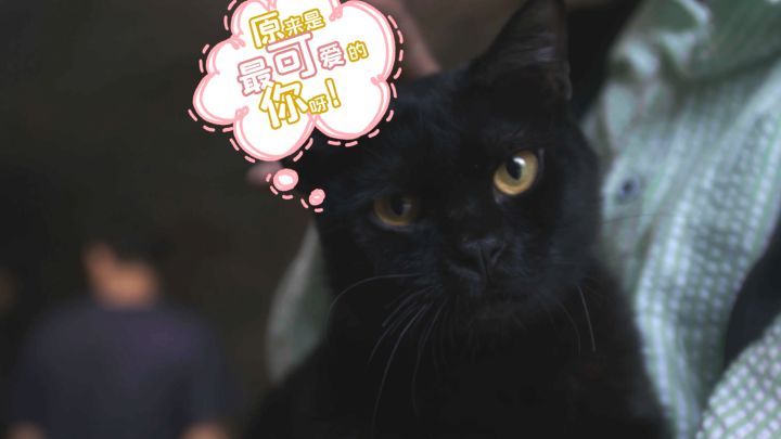 【花絮】《羁绊》猫咪NG合集“本喵也是要面子的喵！”截图