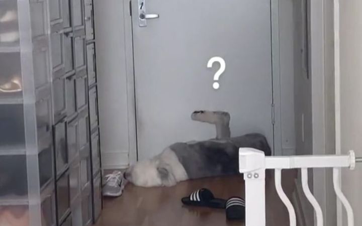 它要是不傻还挺聪明的截图