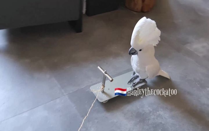 葵花鹦鹉把小车子坐出了女王出行的范儿截图