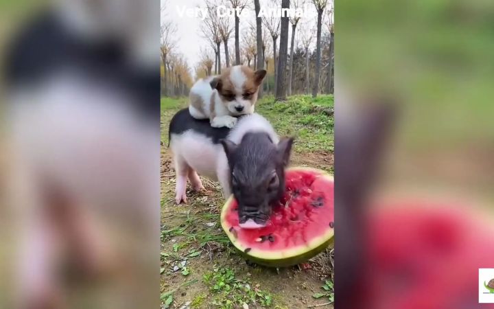 狗子:猪哥你不分我一口吗截图