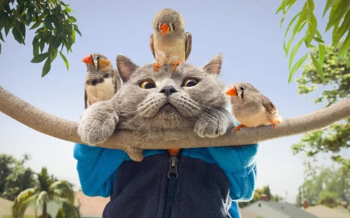 卑鄙的鸟和可爱的小猫大作战!截图