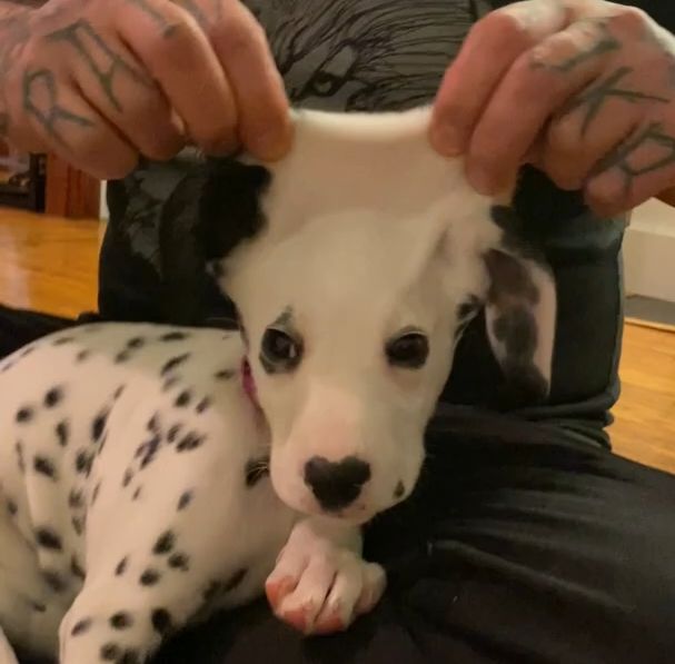 礼貌:你是真的狗🐶截图