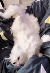 【咕猫宁】猫活啦