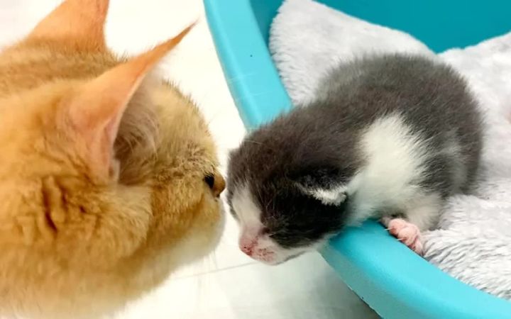 猫妈妈对小猫和爸爸猫说了很久的话截图