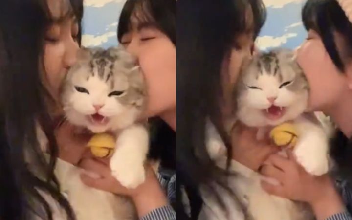 “女施主请自重，我们是正经猫咖！”截图