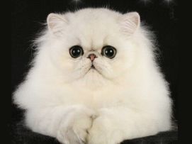 【猫灵小百科】——金吉拉猫