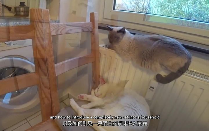 【Traveler'sGarden】关系不错的猫猫突然打架怎么办?快来看多猫社交互动第一弹!——多猫社交第一集截图