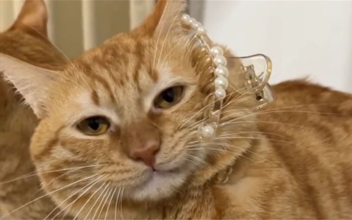 猫:这个家是一秒钟都呆不下去了!!!截图