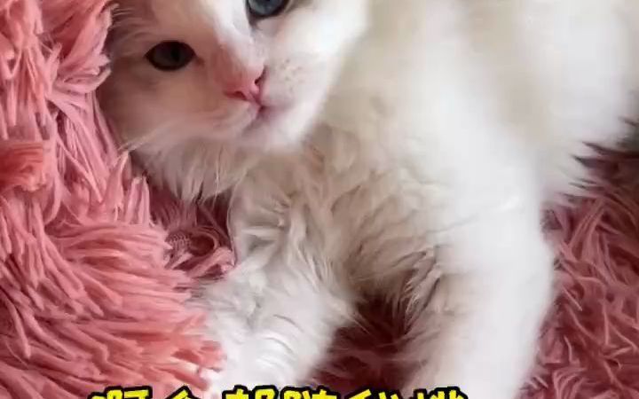 会撒娇的小猫有奶吃~截图
