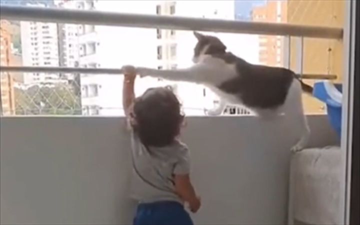 猫：妈妈你放心出门，弟弟交给我来照顾截图