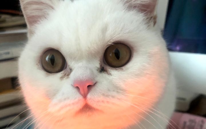 大家猜猜是正版吗截图