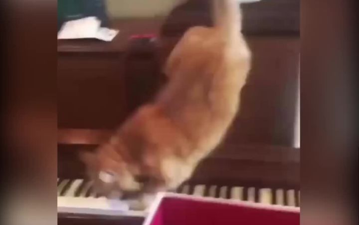 音乐学院毕业的猫截图