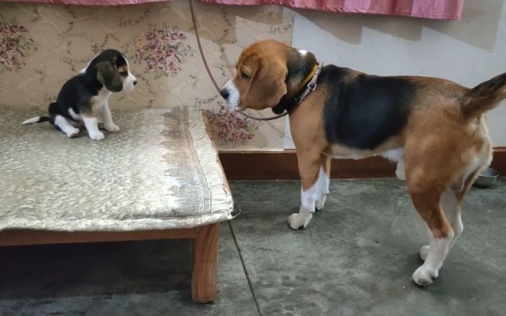 比格犬父女俩的对话现场....截图