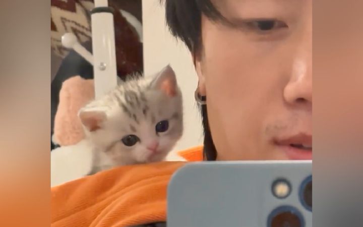 捡到太多小奶猫,养不了了该怎么办?截图