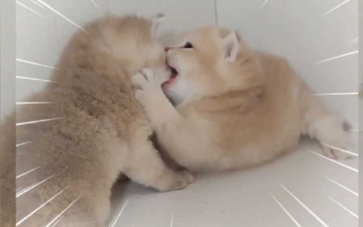 “住手！小奶猫不可以打架！”截图
