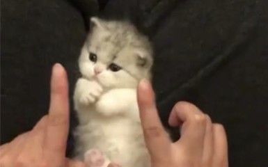 “可爱吧!可爱就对啦!”截图