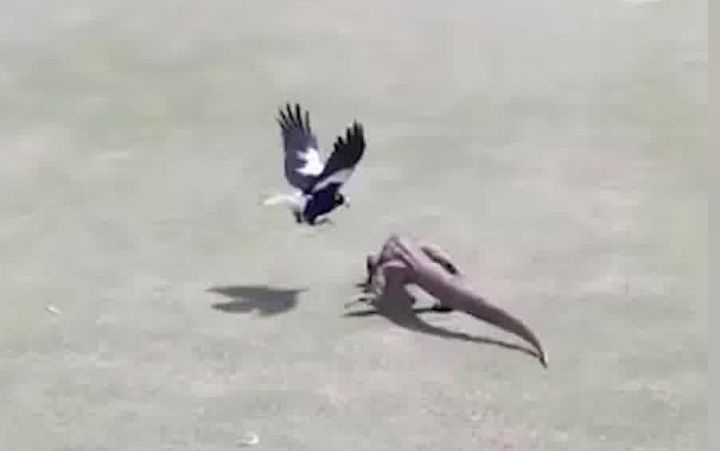 钟鹊勇斗蜥蜴截图