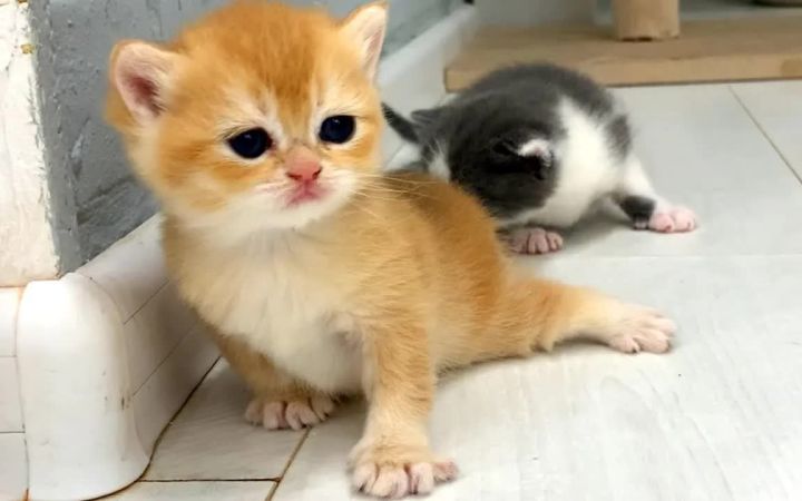 猫妈妈给正在学走路的小猫发声教学截图