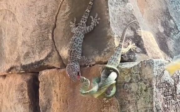 小壁虎英勇地与蛇搏斗,就算搭上性命也要救同伴截图