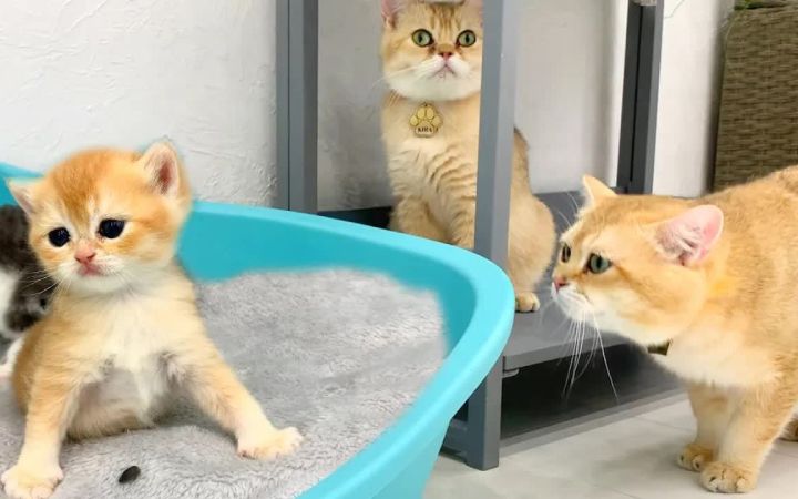 你喜欢的小猫妈妈的甜美声音截图