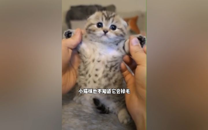 “像你这样的小奶猫,你还能逃出我的手掌心吗?嘿嘿嘿嘿,你不能啦!”截图