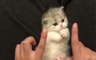 video-3153579