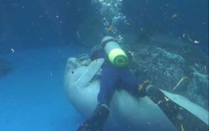 水族馆海牛主动求撸截图