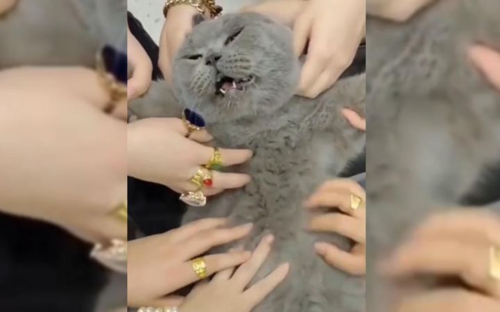 “成年猫的世界里,没有容易二字!”截图