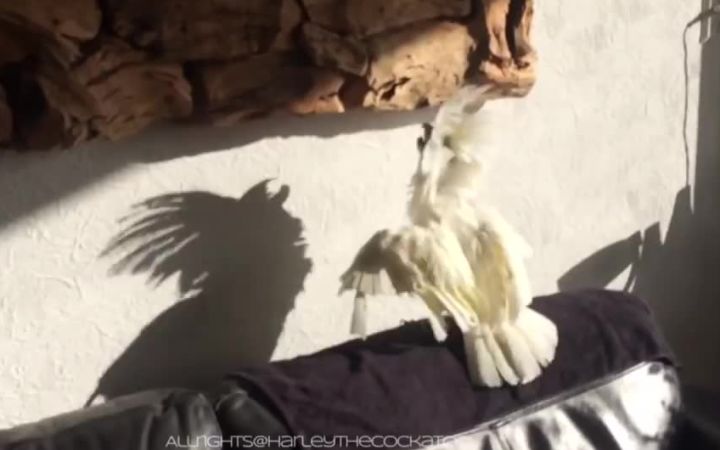 葵花鹦鹉的独白截图