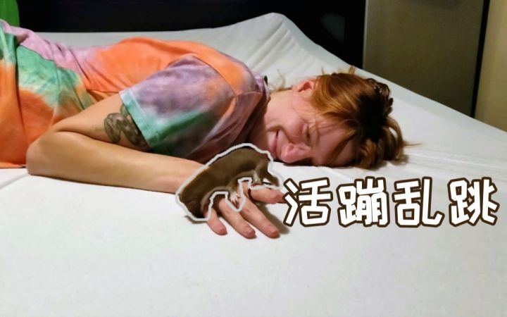 养一只鼬是什么体验——每分每秒都在一蹦一跳,非常热情截图