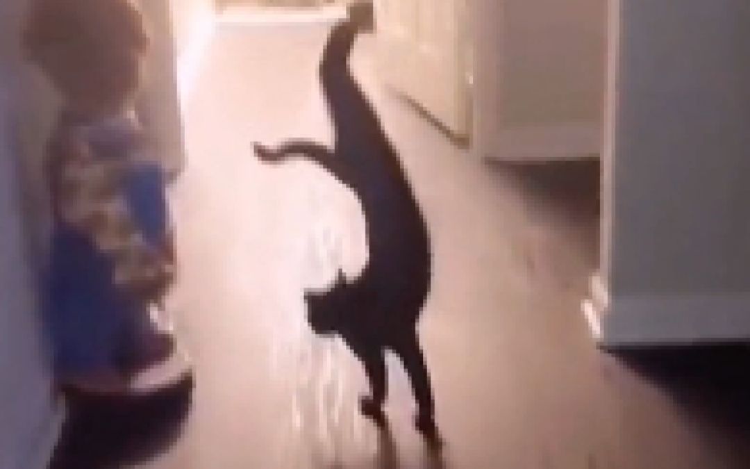 video-2953761