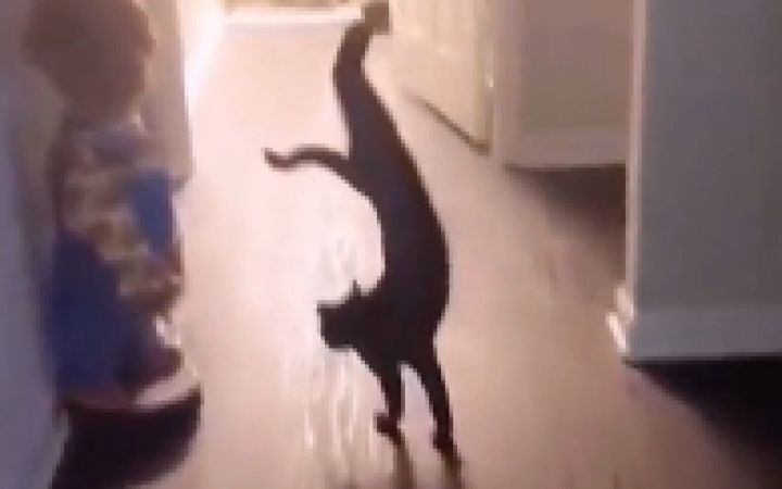 老外：连中国的猫都会功夫吗？截图