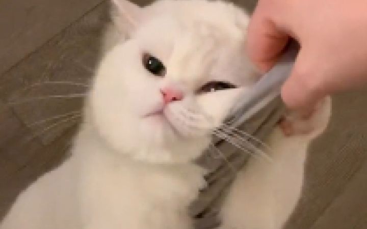 八斤的猫7.99斤的反骨截图