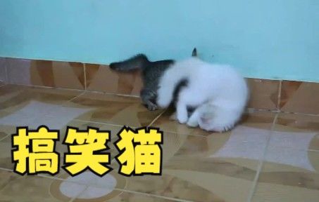 最佳搞笑猫视频截图