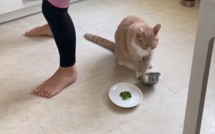 猫咪想表达什么?截图